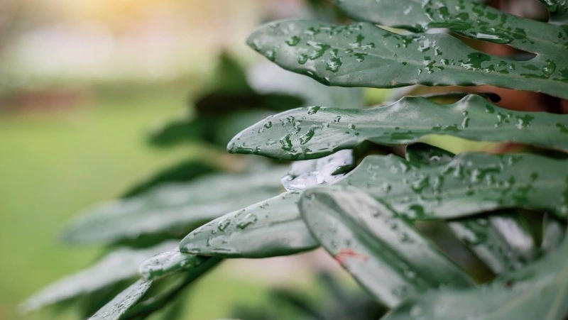 Церковный праздник 20 июля 2025: что нельзя делать в этот день, приметы