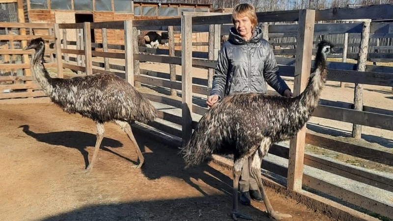 ДВ-гектар помог развить страусоводство на Дальнем Востоке