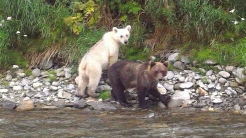 Камчатка или Сахалин? Родину медведя-альбиноса ищут в соцсетях