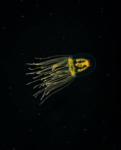 Токсичную медузу-крестовика запечатлел дайвер на Монероне. ФОТО 