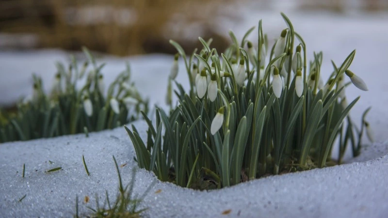 Погода в Южно-Сахалинске 15 марта: +2 и слабый ветер