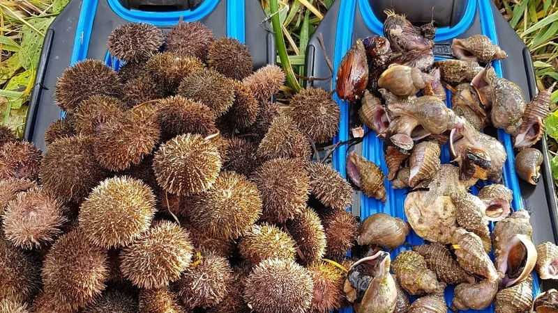 Гору морских ежей наловил дайвер на Сахалине