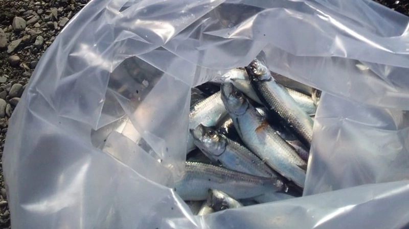 Сахалинцы набивают мешки полуживой селедкой на Холмском побережье