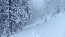 Прогноз погоды на Сахалине и Курилах 18 декабря: пасмурное небо, снег и туман