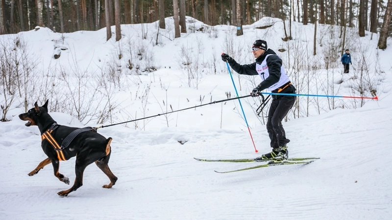 Сахалинец вошел в десятку чемпионата России по ездовому спорту