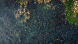 Ход горбуши с высоты птичего полета опубликовал сахалинский блогер