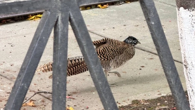 В Южно-Сахалинске заметили разгуливающего по городу фазана