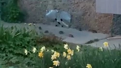 Полчища крыс атаковали многоквартирный дом в Южно-Сахалинске