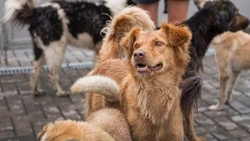 Более 30 бродячих собак отловили на улицах Южно-Сахалинска за неделю