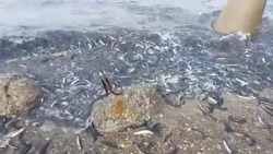 Кучу мойвы прибило к берегу моря в Корсаковском районе
