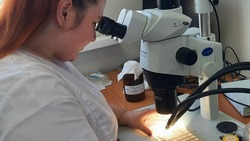 На Сахалине выявили фальсифицированную сметану