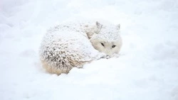 Народные приметы на 12 декабря 2023: что нельзя делать в этот день