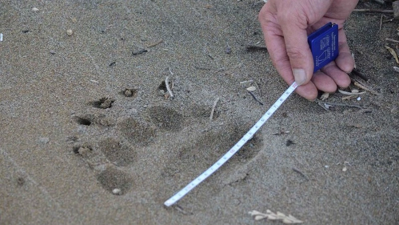 В заповеднике на Кунашире стало больше медведей