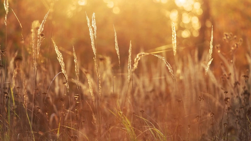 Тепло и солнце ждут Сахалин в первый день октября. На Курилах хмуро и мокро