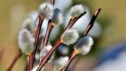 «Цветочная» выставка стартует в Сахалинском областном художественном музее 30 марта