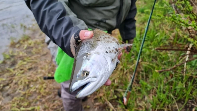 Сезон любительского лова симы стартовал на Сахалине 17 мая 2023 года