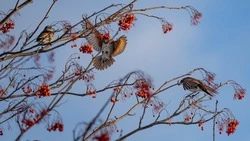 Вестники тепла: дрозды заполонили сквер у театра в Южно-Сахалинске