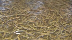 Мальки кеты на Сахалине готовятся к «выпускному»