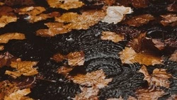 До -2 градусов и дождь: прогноз погоды в Южно-Сахалинске на 12 октября