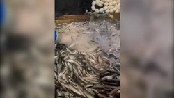 Курильские рыбаки за один выход поймали более 80 тонн морепродуктов 