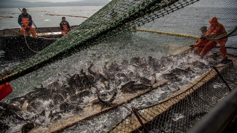 Добычу горбуши продлили на юго-востоке Сахалина до 10 сентября