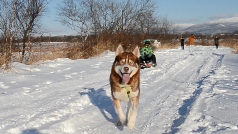 «Собаки в Год собаки»: ездовой Алтай