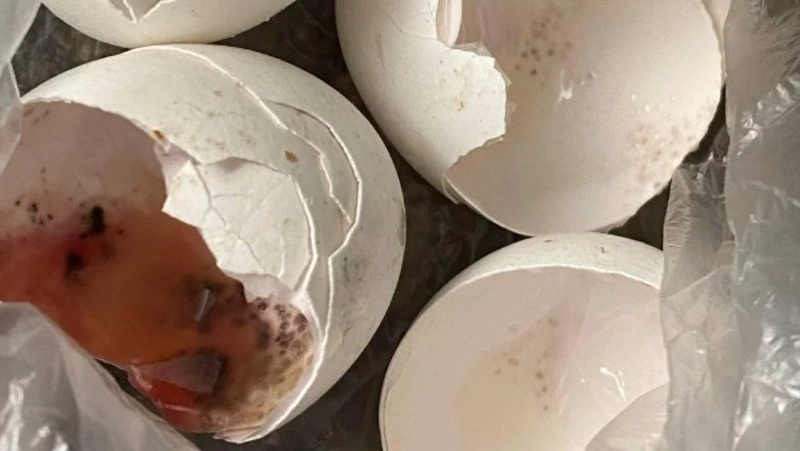 В одном из магазинов Южно-Сахалинска женщине продали яйца с плесенью