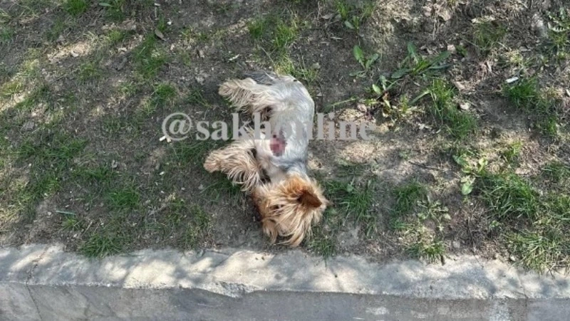 «Нос в крови, под лапой рана»: мертвого йоркширского терьера нашли в центре Южно-Сахалинска