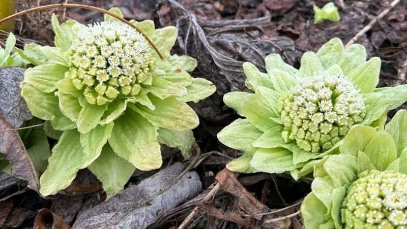 Циклон и потепление: синоптики Сахалинской области рассказали о погоде на неделю