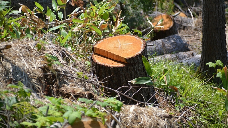 На Сахалине незаконно вырублен лесной участок на 3 млн. рублей