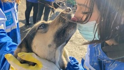Жителей Южно-Сахалинска призвали к помощи бездомным собакам
