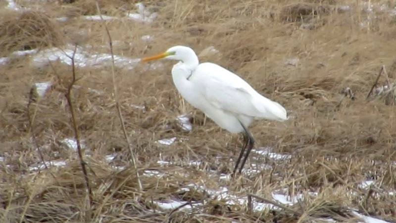 Цапли попали в объектив камеры жителя Северо-Курильска (ВИДЕО)