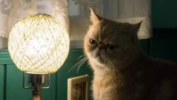 Детские учреждения и жилые дома Южно-Сахалинска проведут 19 января без света