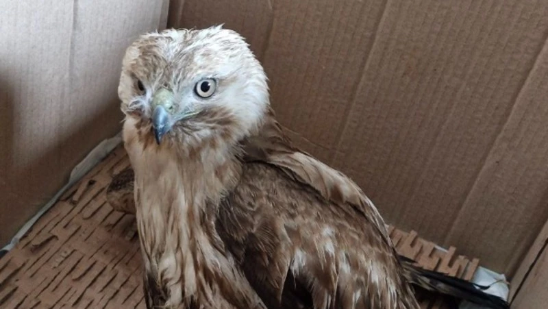 Раненый канюк нуждается в поездке из Поронайска в Южно-Сахалинск