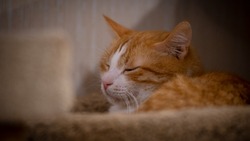 Лечение смертельной болезни кошек освоили волонтеры приюта на Сахалине