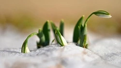 Погода в Южно-Сахалинске 4 апреля: +6 градусов и слабый ветер