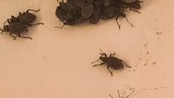Нападение тысяч жуков на дом курильчан оказалось редким явлением. «Раз в 100 лет происходит»
