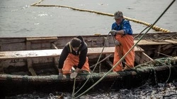 Сроки добычи кеты на лето-осень 2023 года определили в Сахалинской области