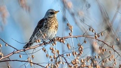 Народные приметы на 28 марта — что можно и нельзя делать