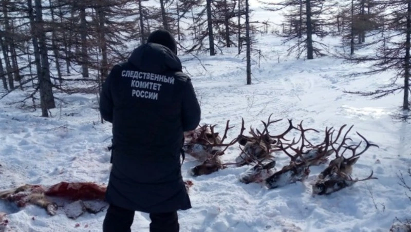 Следком завершил расследование дела о массовом убийстве оленей на Сахалине