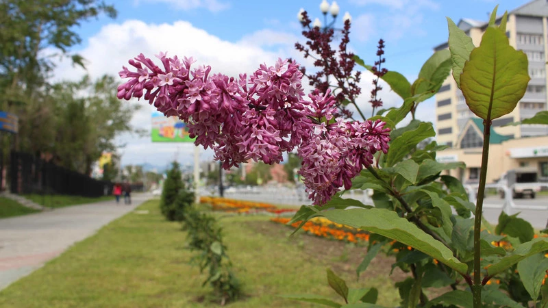 Сбербанк поможет Сахалину достичь углеродной нейтральности