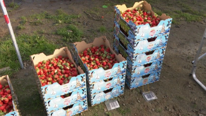 Клубника в октябре - миф или реальность? Сельсовет 18.10.23