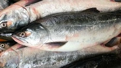Рыбакам добавили ресурсов на вылов горбуши на Сахалине