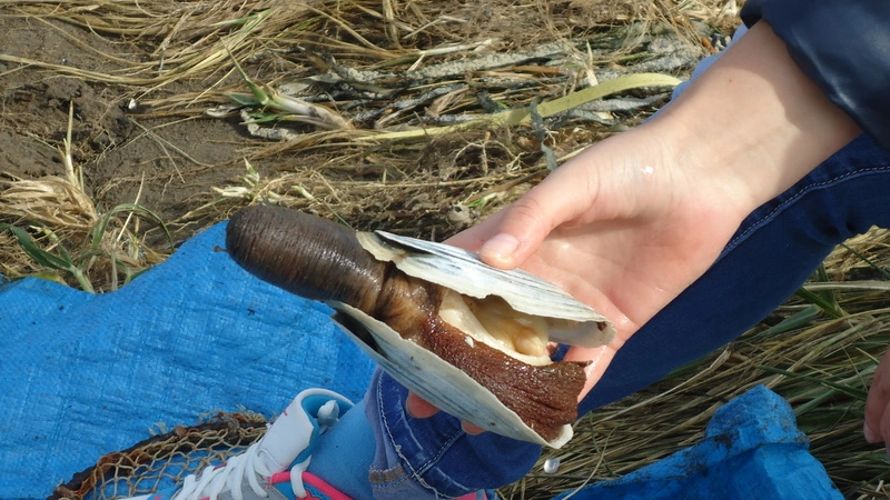 Циклон «накормил» сахалинцев гуидаками