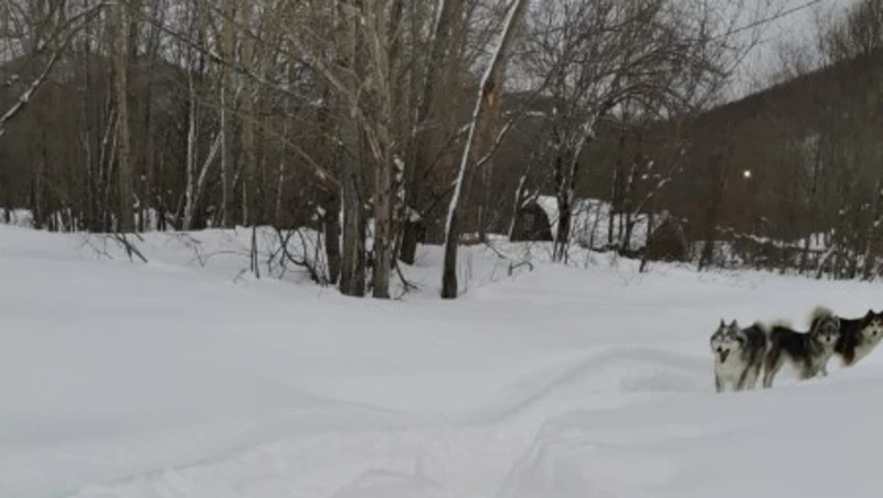 «Дойти до аптеки не могут»: в Долинском районе жалуются на отсутствие дорог из-за сугробов    