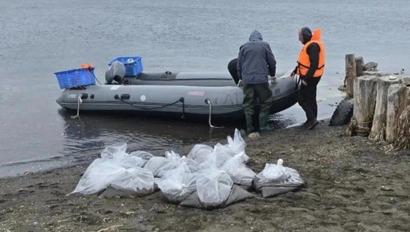 В залив Анива выпустили 400 тысяч мальков трепанга для искусственного воспроизводства