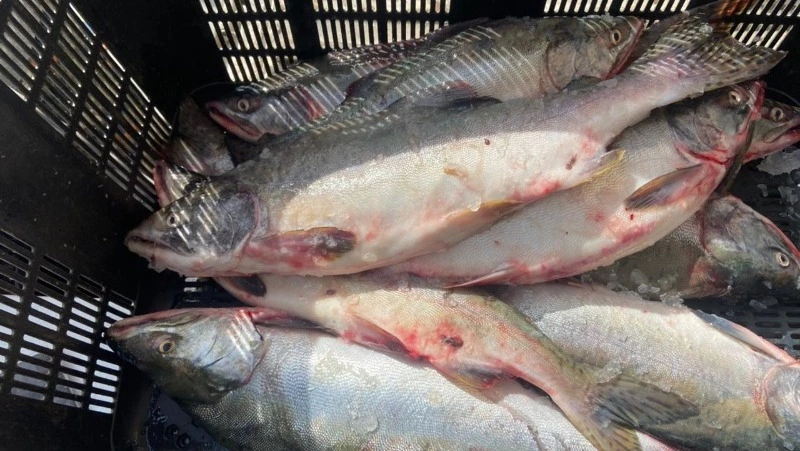 Свежую кету по 100 рублей будут продавать в Южно-Сахалинске в День знаний