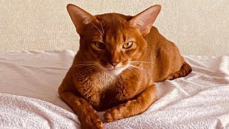 Вознаграждение за пропавшего рыжего абиссинца выросло до 50 тысяч рублей в Южно-Сахалинске