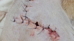 У щенка, сбитого скорой помощью на Сахалине, разошлись швы после операции