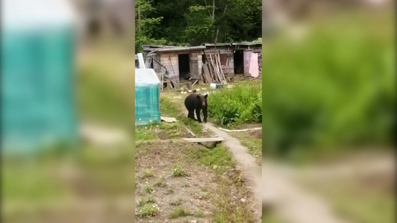 После ужасного нападения медведя сахалинцев просят на месяц отказаться от походов